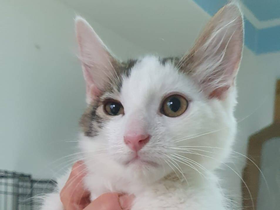 Adotta un gatto, taglia non valida, maschio, Brescia