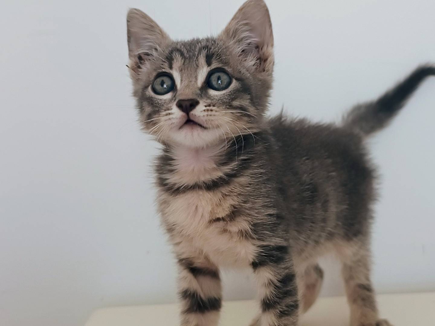 Adotta il gatto Spanky Ford a Monza