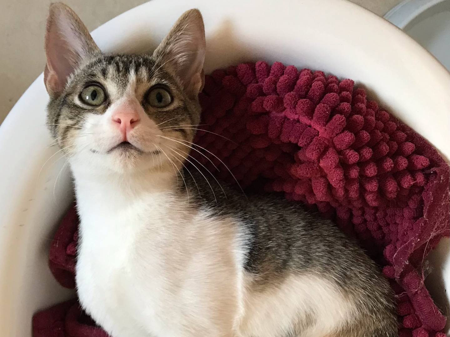 Adozione gatto, maschio, Razza sconosciuta Razza sconosciuta, 3 mesi, taglia non valida, Milano