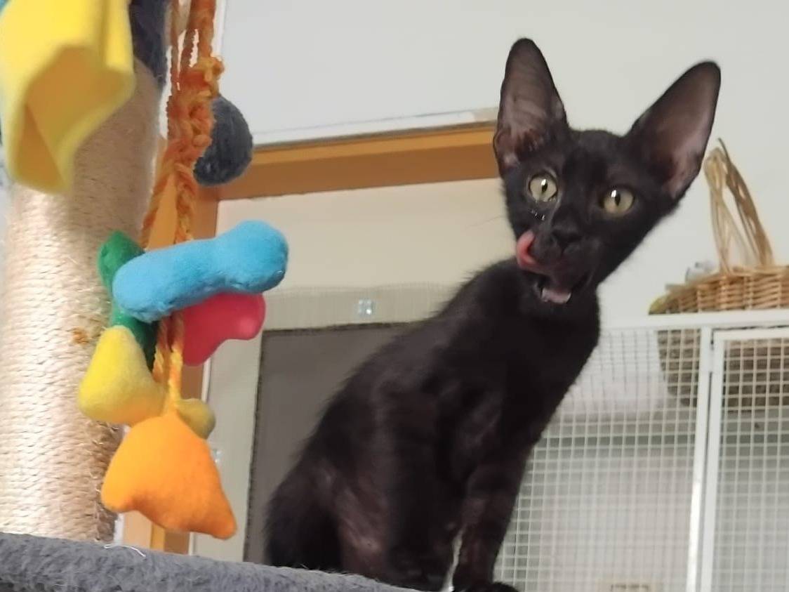 Adotta un gatto, femmina, 3 mesi, Brescia