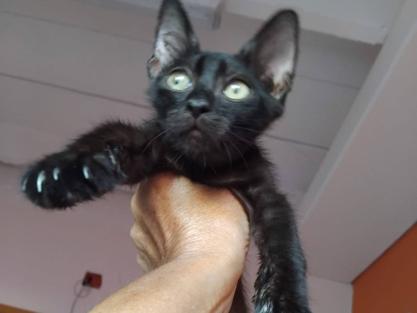 Adotta un gatto, taglia non valida, femmina, Brescia