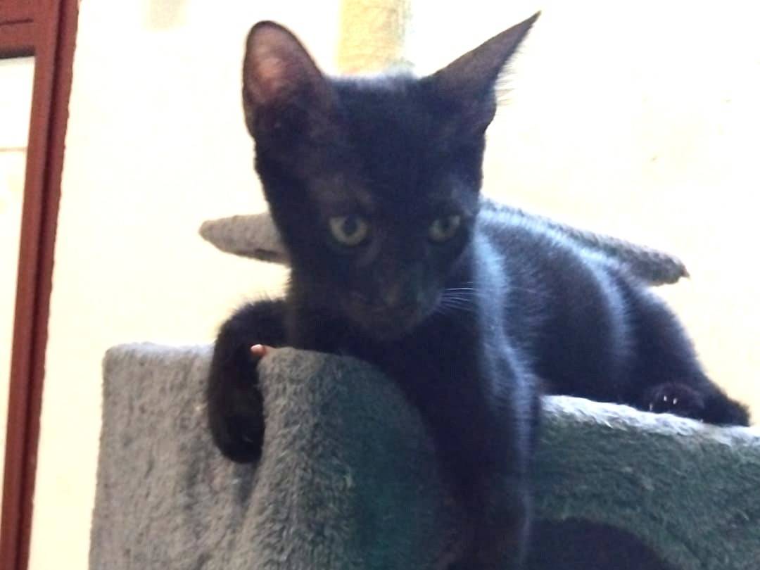 Adotta il gatto MORAMIRTILLO a Brescia