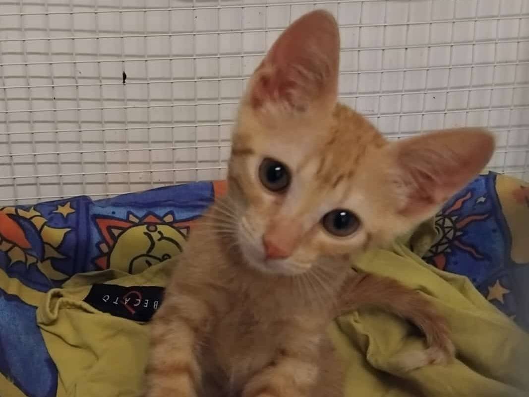 Adozione gatto, maschio, Razza sconosciuta Razza sconosciuta, 2 mesi, taglia non valida, Brescia