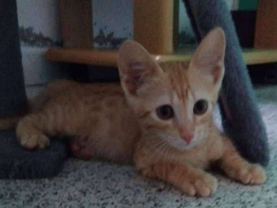 Adotta un gatto, maschio, 2 mesi, Brescia