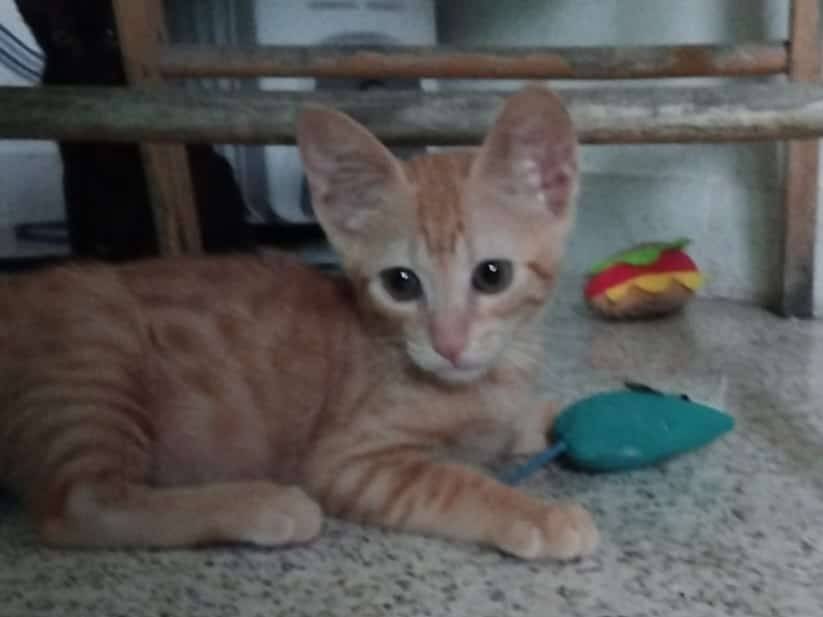 Adotta un gatto, taglia non valida, maschio, Brescia