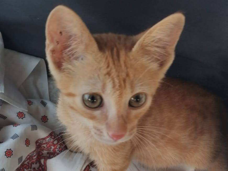 Vuoi adottare un gatto a Brescia?