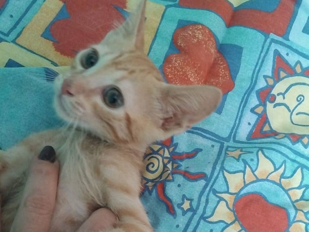 Adotta il gatto Olly a Brescia