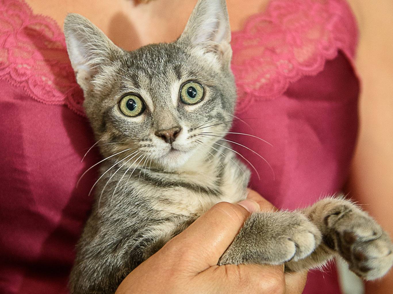 Adozione gatto, maschio, Razza sconosciuta Certosino , 3 mesi, taglia non valida, Milano