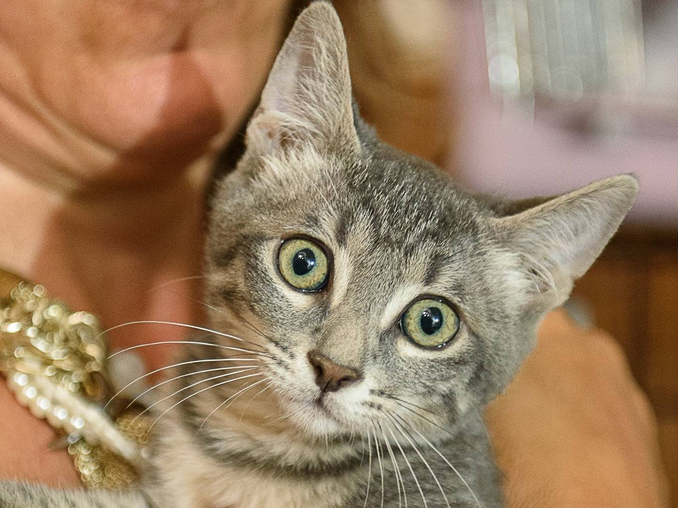 Adotta un gatto, maschio, 3 mesi, Milano