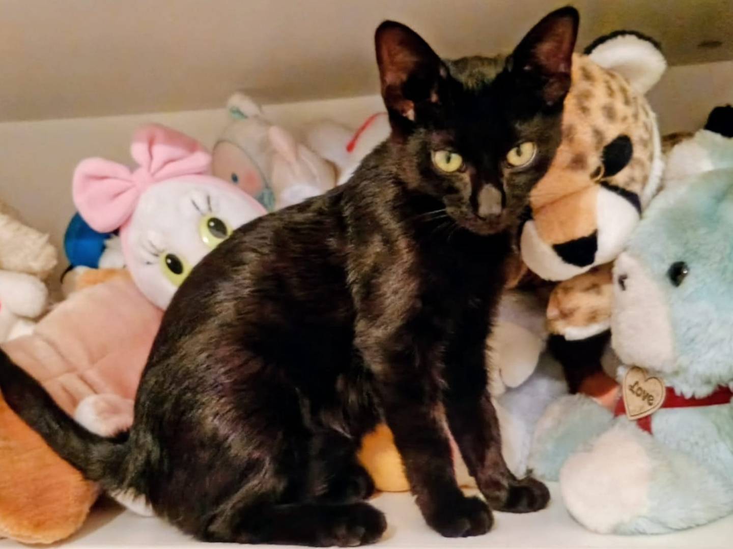 Adotta il gatto Nyx a Catanzaro