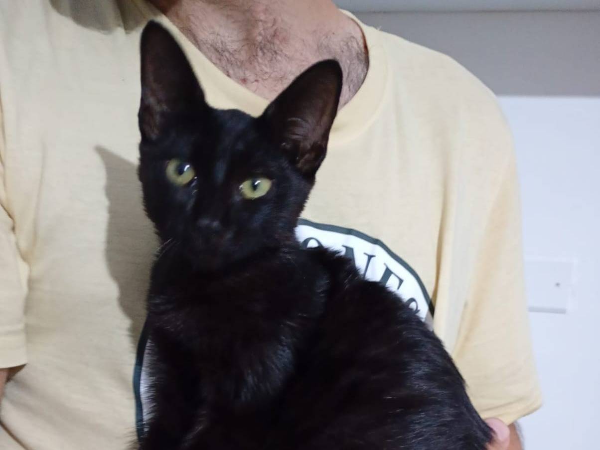 Adotta un gatto, taglia non valida, femmina, Catanzaro
