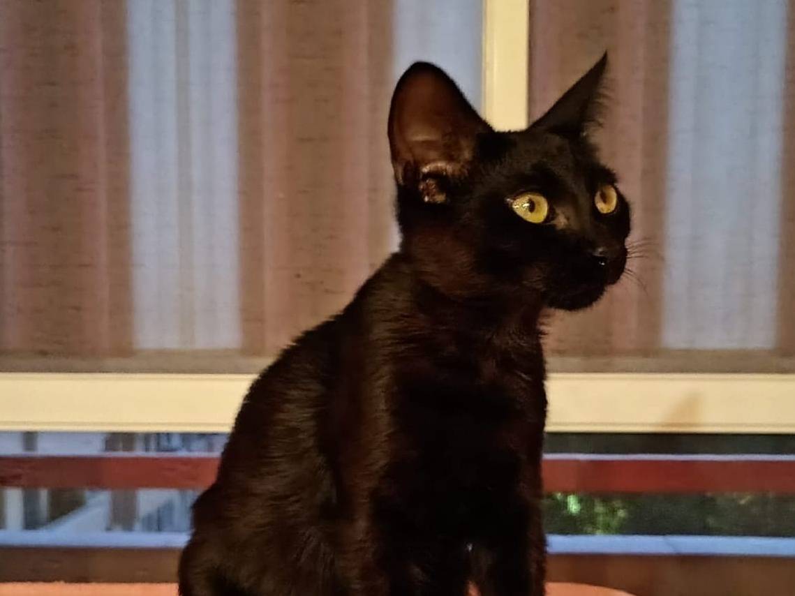 Adotta un gatto, femmina, 4 mesi, Catanzaro