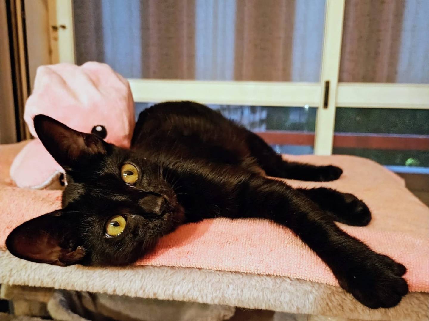 Adozione gatto, femmina, Razza sconosciuta Razza sconosciuta, 4 mesi, taglia non valida, Catanzaro