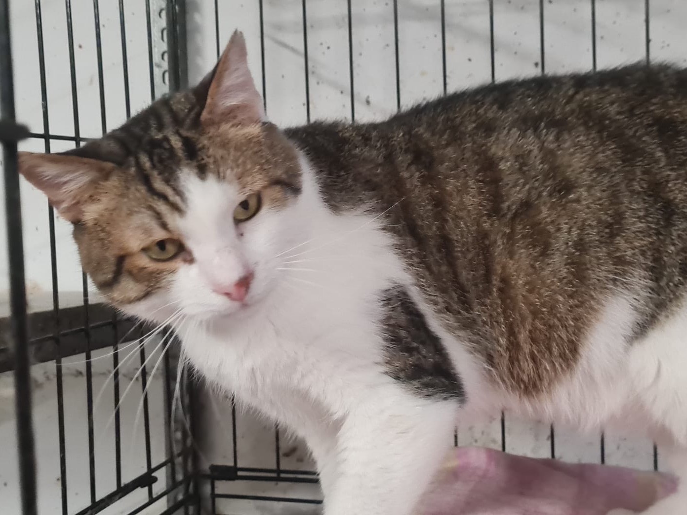 Vuoi adottare un gatto a Trento?