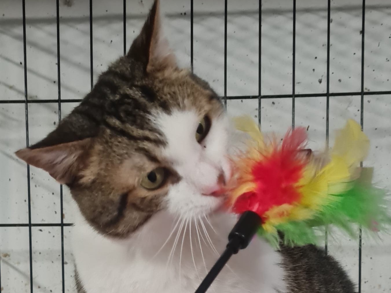 Adotta un gatto, taglia non valida, maschio, Trento