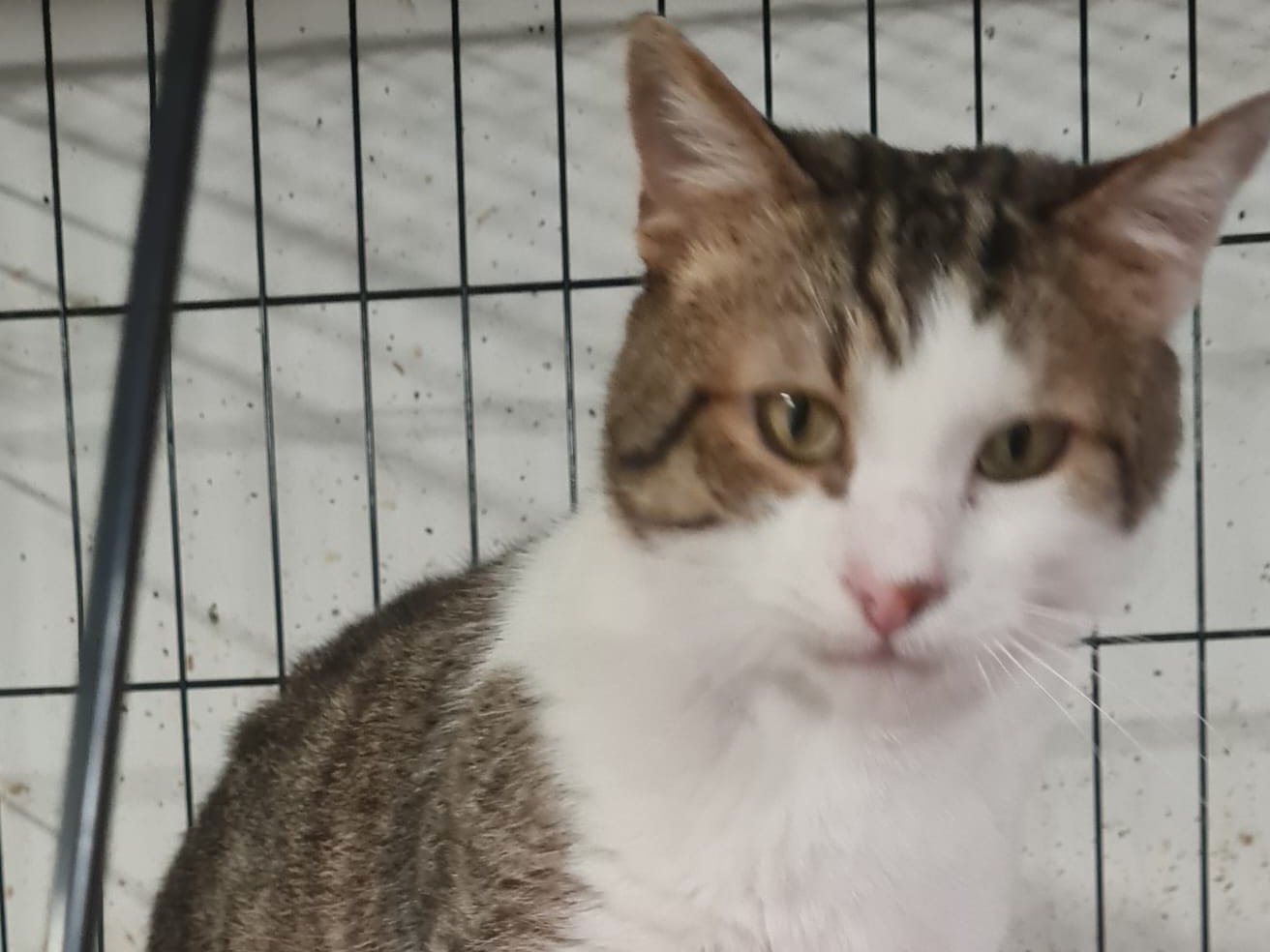 Adozione gatto, maschio, Razza sconosciuta Razza sconosciuta, 6 anni e 7 mesi, taglia non valida, Trento