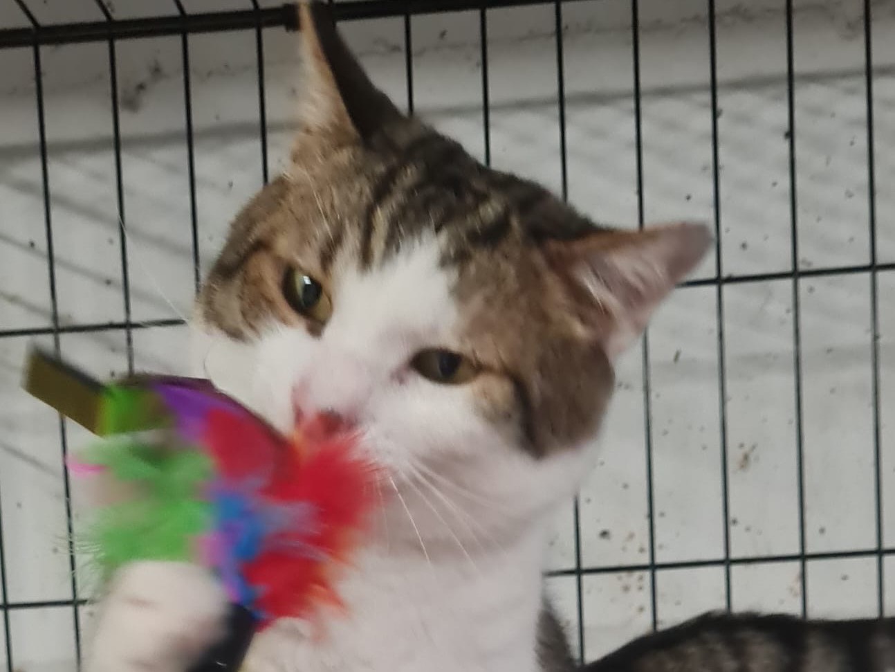 Adotta il gatto Castagna a Trento
