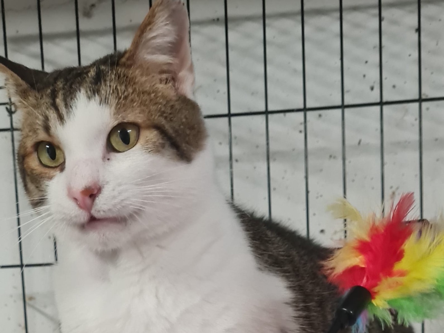Adotta un gatto, maschio, 6 anni e 7 mesi, Trento