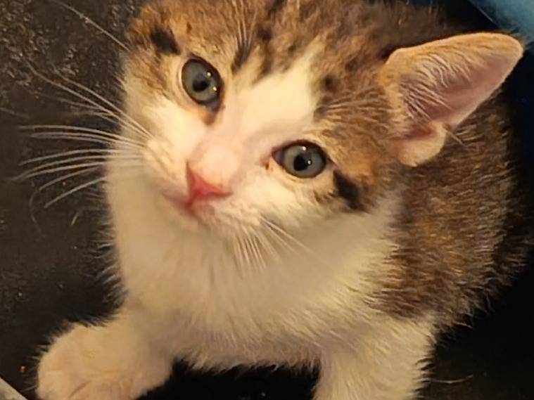 Adozione gatto, femmina, Razza sconosciuta Razza sconosciuta, 2 mesi, taglia non valida, Milano