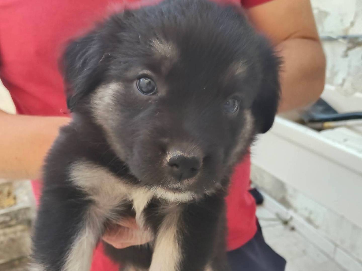Adozione cane, femmina, Pastore australiano Razza sconosciuta, 2 mesi, taglia piccola, Pescara