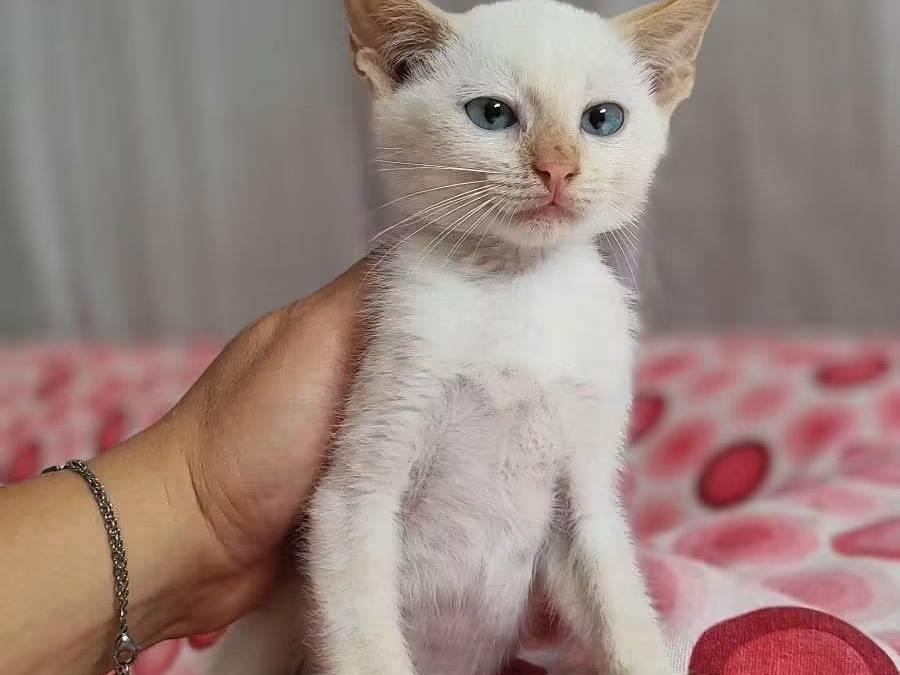 Adotta un gatto, femmina, 3 mesi, Milano