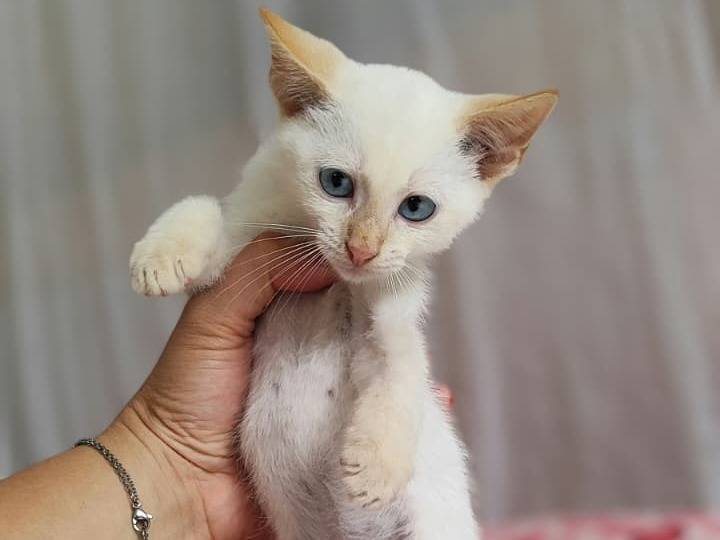 Adotta un gatto, taglia non valida, femmina, Milano