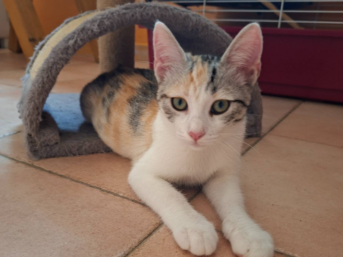 Adozione gatto, femmina, Razza sconosciuta Razza sconosciuta, 4 mesi, taglia non valida, Viterbo