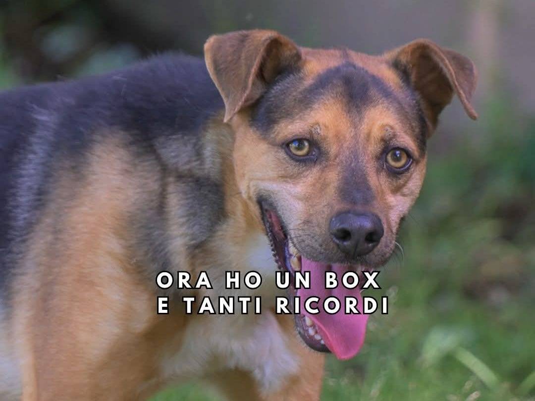 Adozione cane, maschio, Razza sconosciuta Razza sconosciuta, 4 anni e 11 mesi, taglia media, Milano
