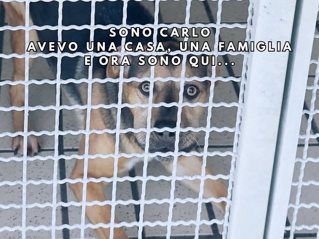 Adotta un cane, maschio, 4 anni e 11 mesi, Milano