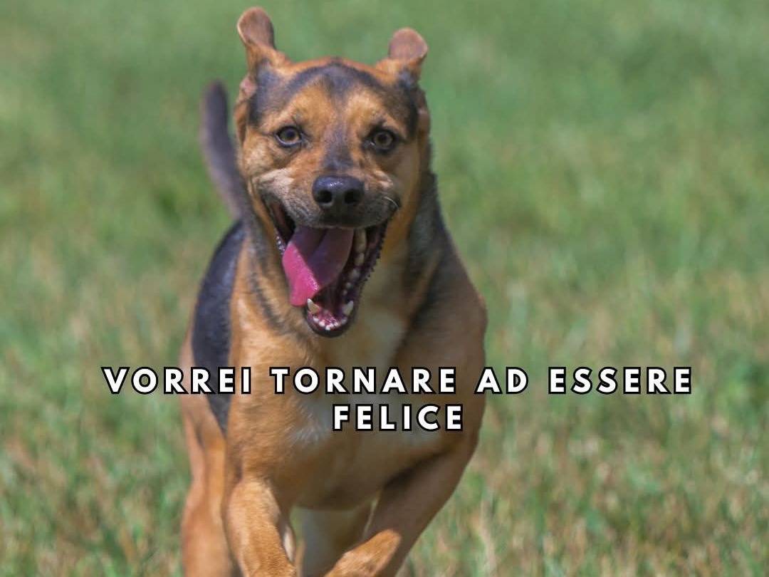 Adotta un cane, taglia media, maschio, Milano