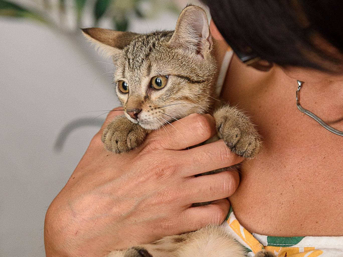 Adozione gatto, femmina, Razza sconosciuta Razza sconosciuta, 3 mesi, taglia non valida, Parma