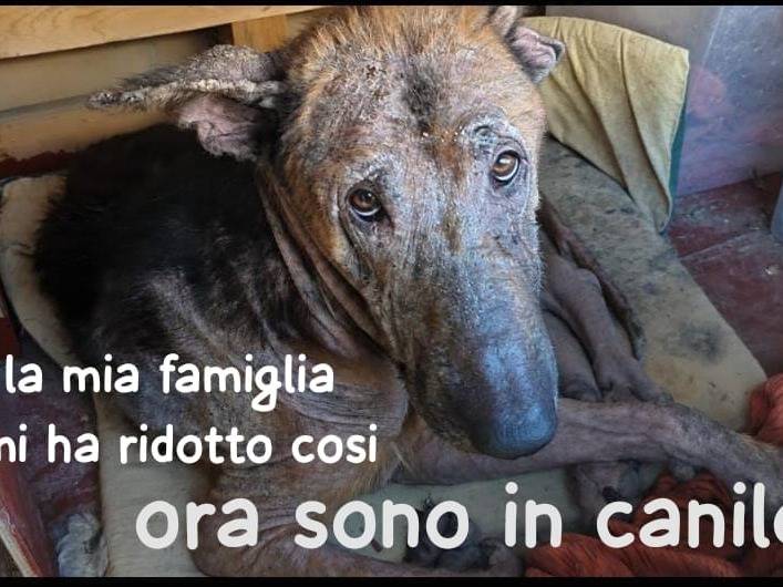 Adozione cane, maschio, Pastore tedesco Razza sconosciuta, 7 anni e 2 mesi, taglia grande, Cuneo