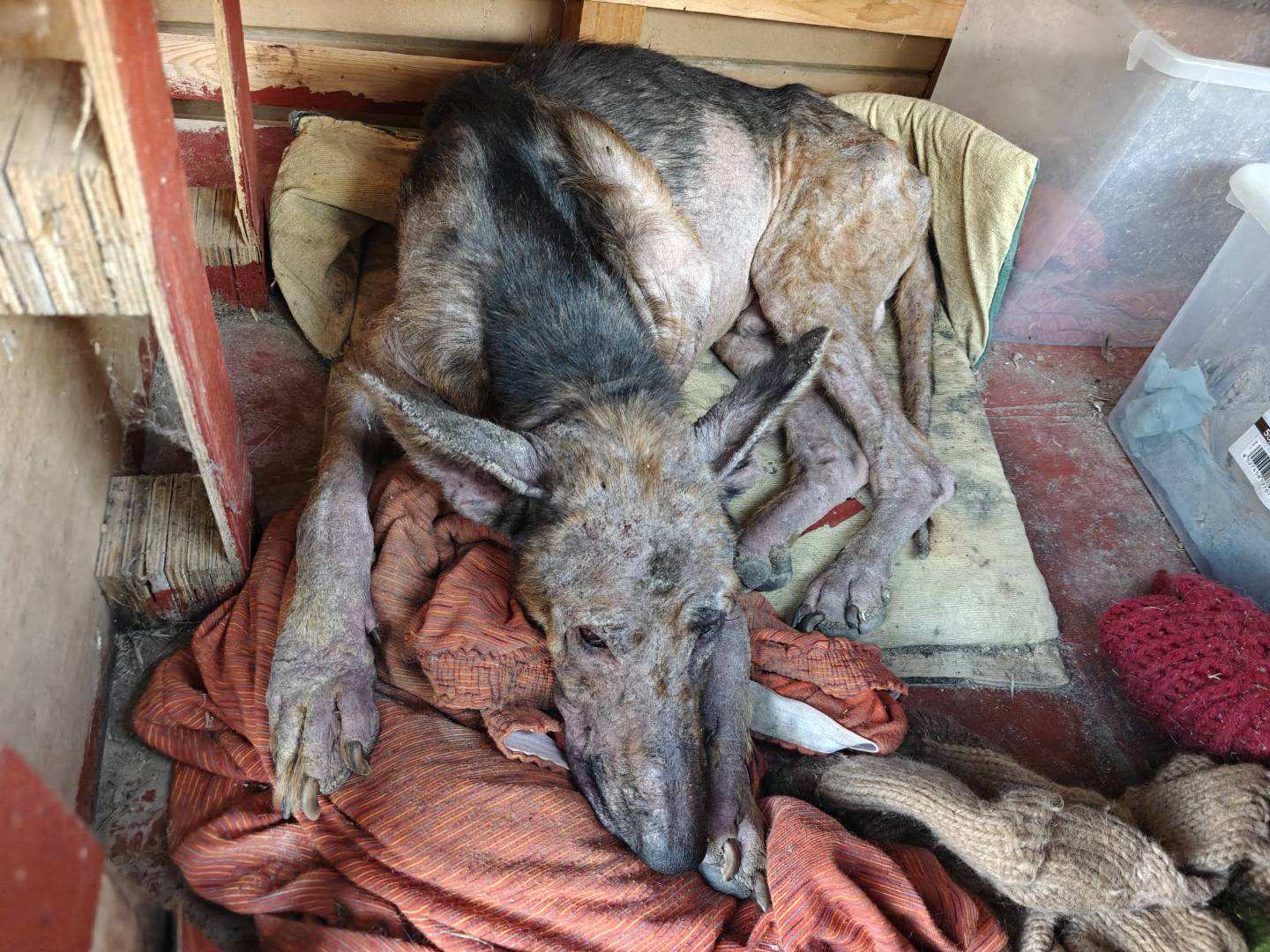 Adotta un cane, maschio, 7 anni e 2 mesi, Cuneo