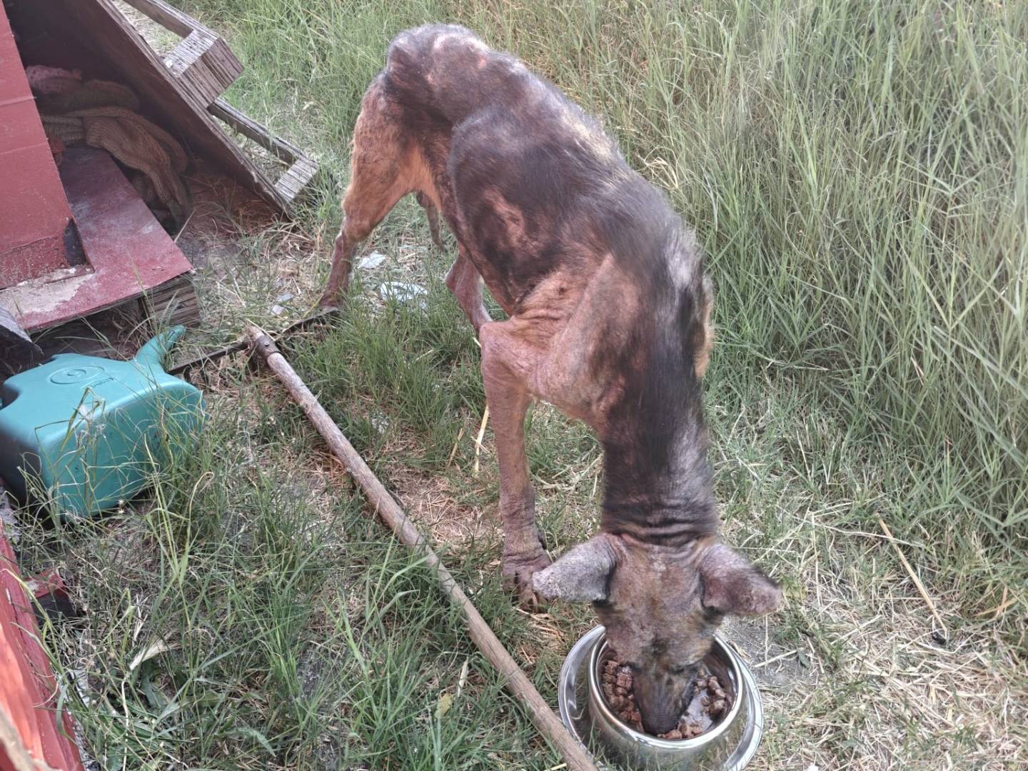 Vuoi adottare un cane a Cuneo?