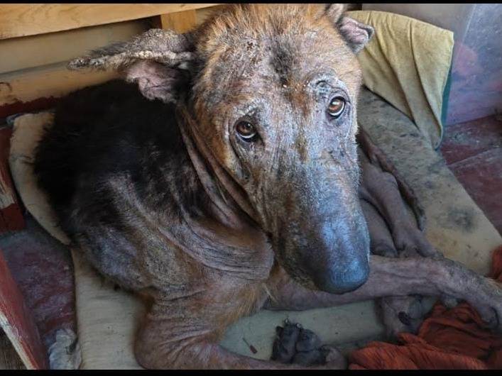 Adotta il cane Jack a Cuneo