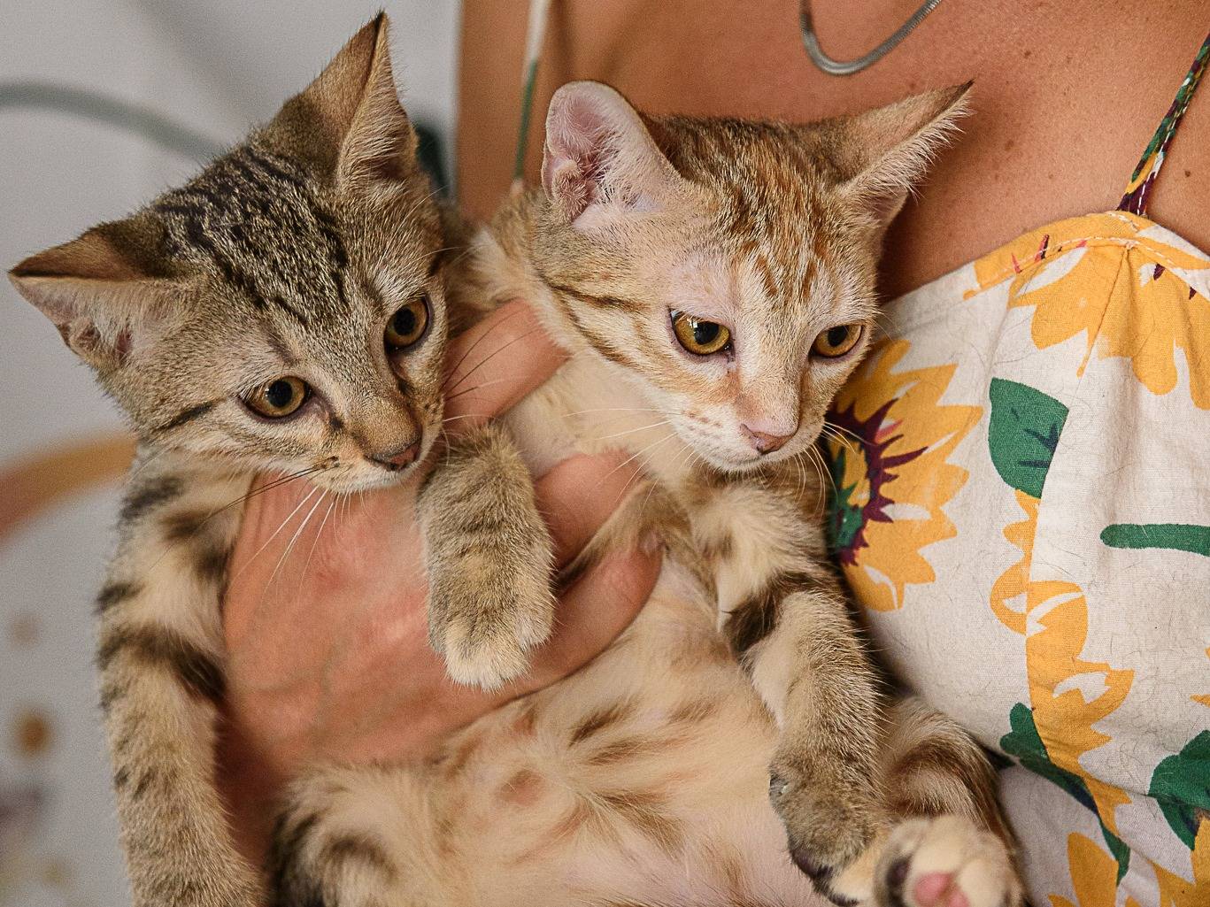 Adotta un gatto, taglia non valida, femmina, Parma
