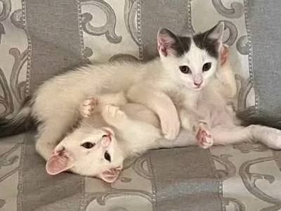 Adozione gatto, maschio, Razza sconosciuta Razza sconosciuta, 5 mesi, taglia non valida, Ancona