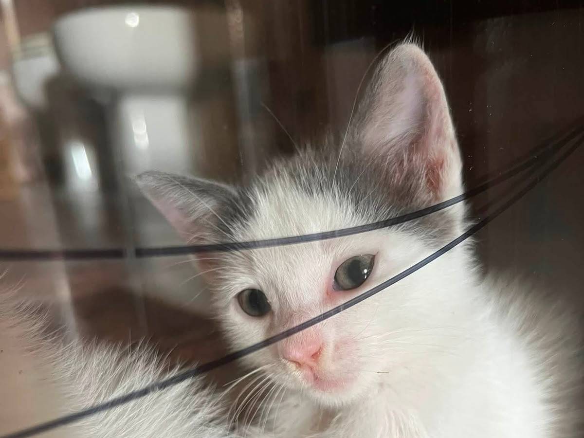 Adotta un gatto, maschio, 5 mesi, Ancona