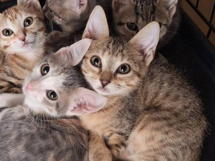 Adotta un gatto, femmina, 3 mesi, Parma