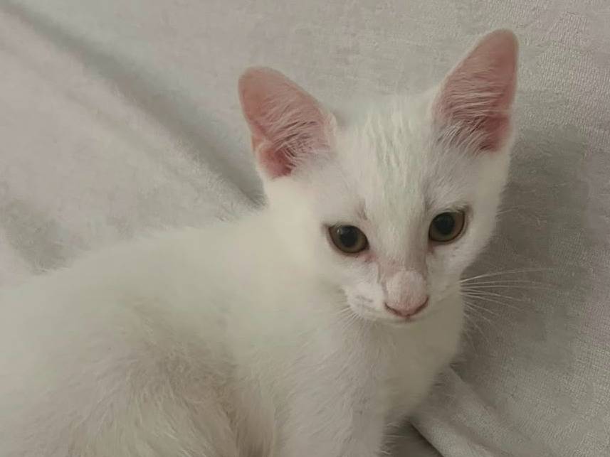 Adotta un gatto, taglia non valida, maschio, Ancona