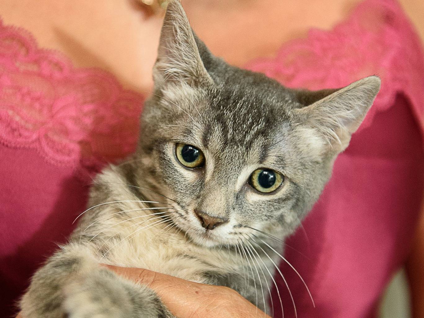 Adotta un gatto, maschio, 3 mesi, Savona