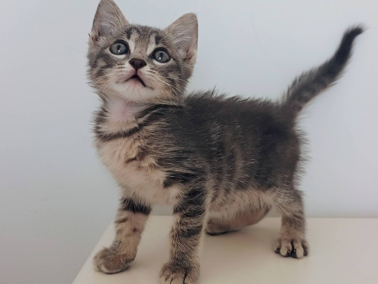 Vuoi adottare un gatto a Savona?