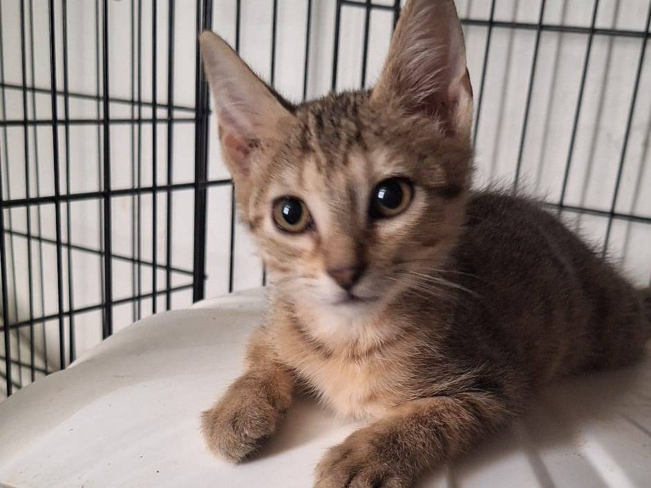 Vuoi adottare un gatto a Parma?