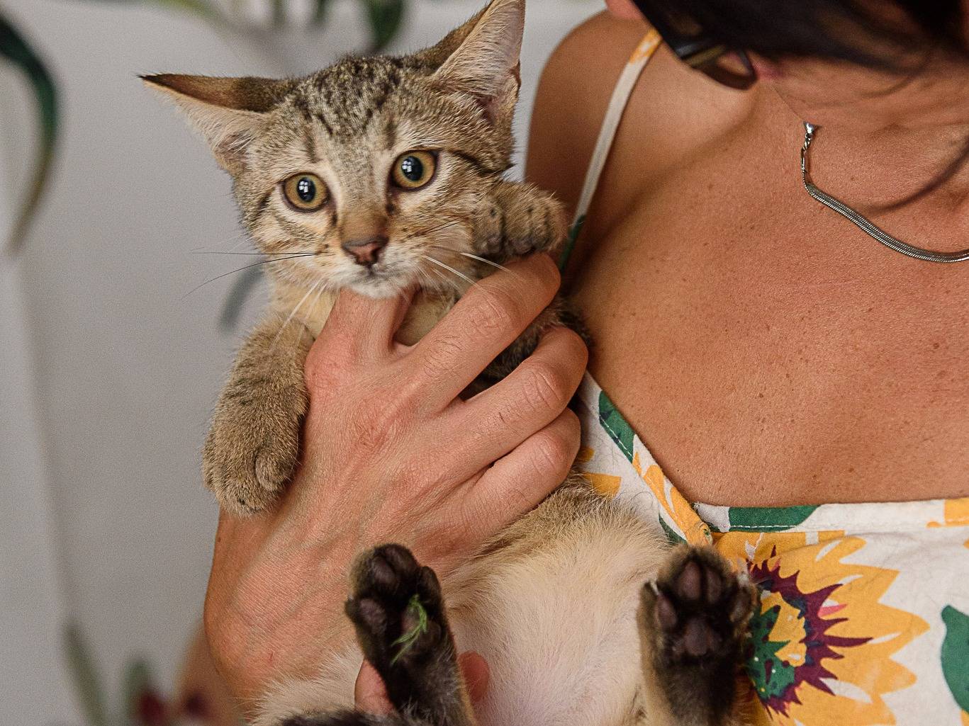 Adotta il gatto Gabriella  a Parma