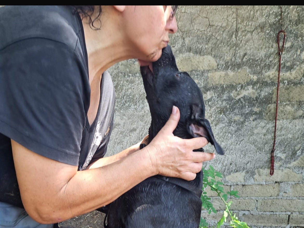 Vuoi adottare un cane a Caserta?