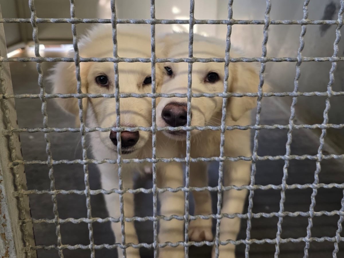 Adotta un cane, femmina, 5 mesi, Pescara