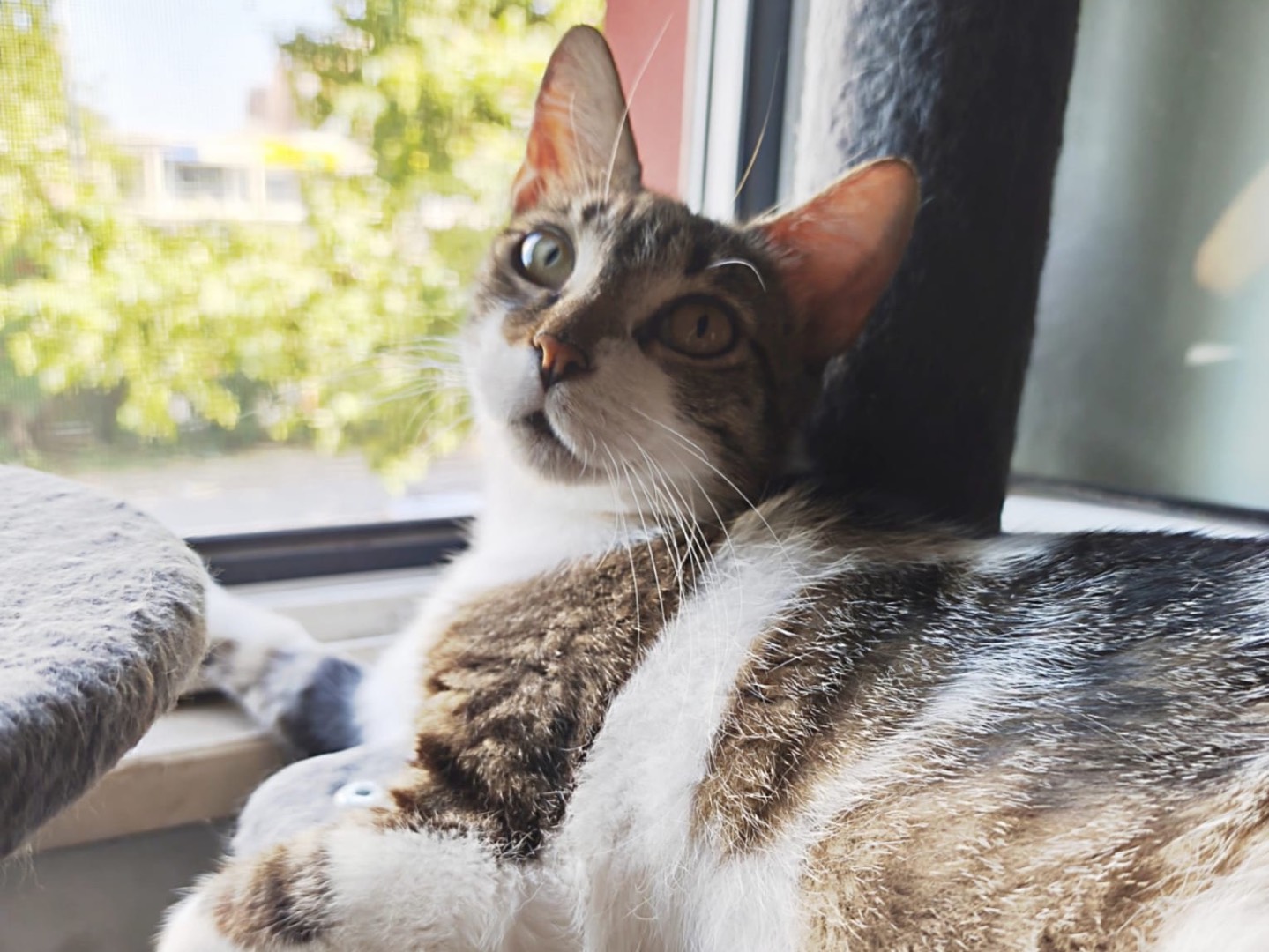 Adozione gatto, femmina, Razza sconosciuta Razza sconosciuta, 2 anni, taglia non valida, Latina