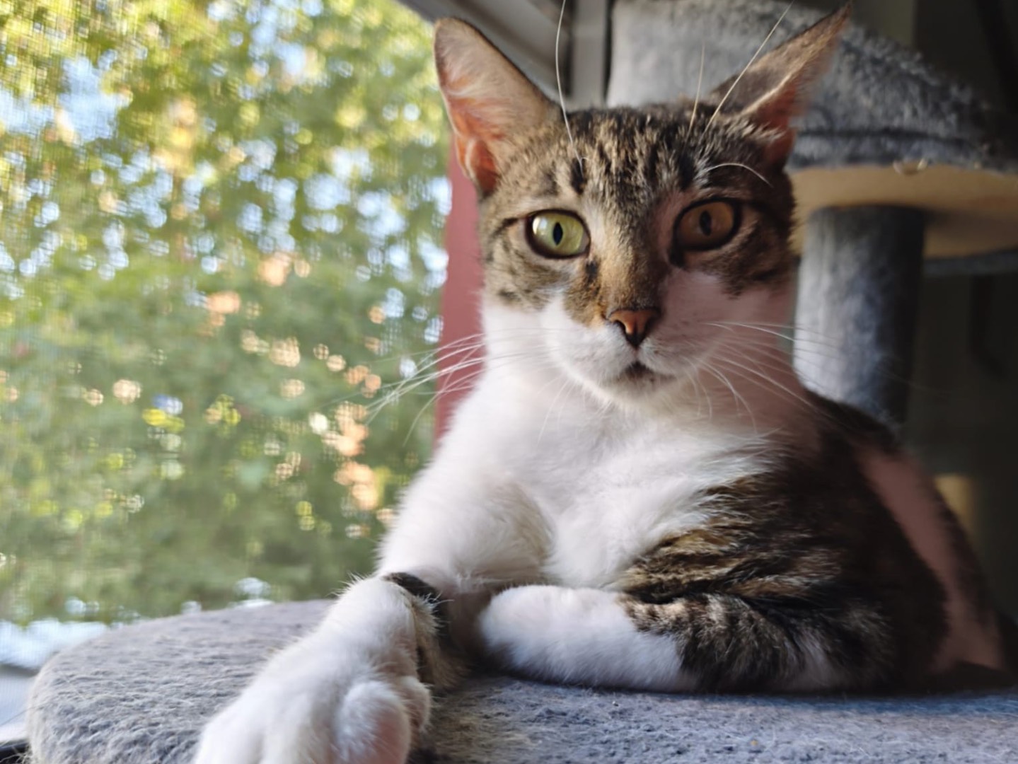 Adotta un gatto, femmina, 2 anni, Latina