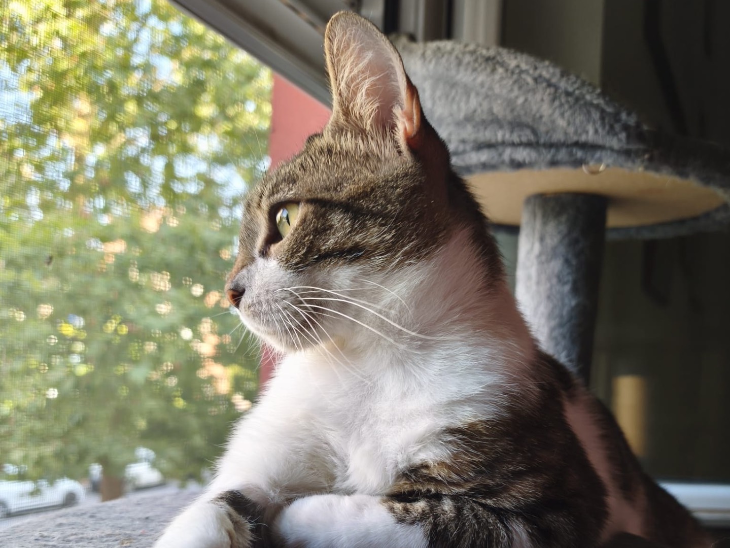 Adotta un gatto, taglia non valida, femmina, Latina