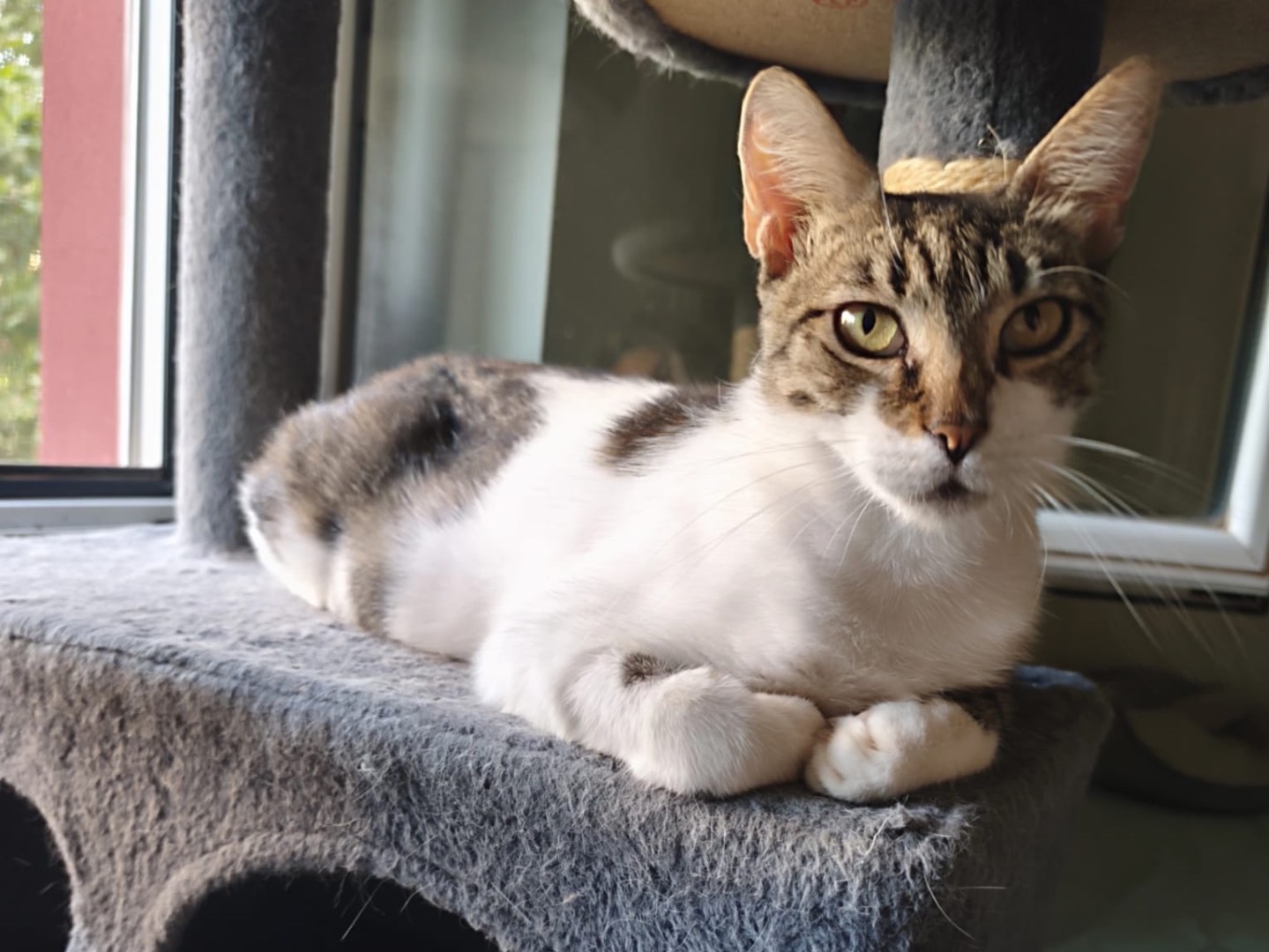 Vuoi adottare un gatto a Latina?